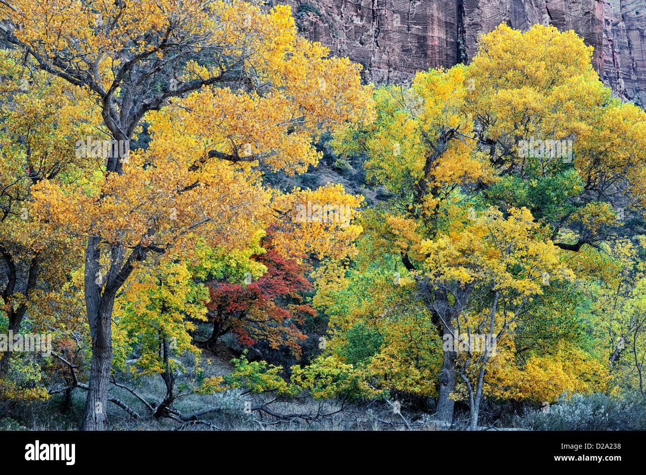 Gelbe Cottonwood und roten großen Zahn Ahornbäume markieren die herbstliche Farbwechsel im Zion Canyon und Utahs Zion National Park. Stockfoto