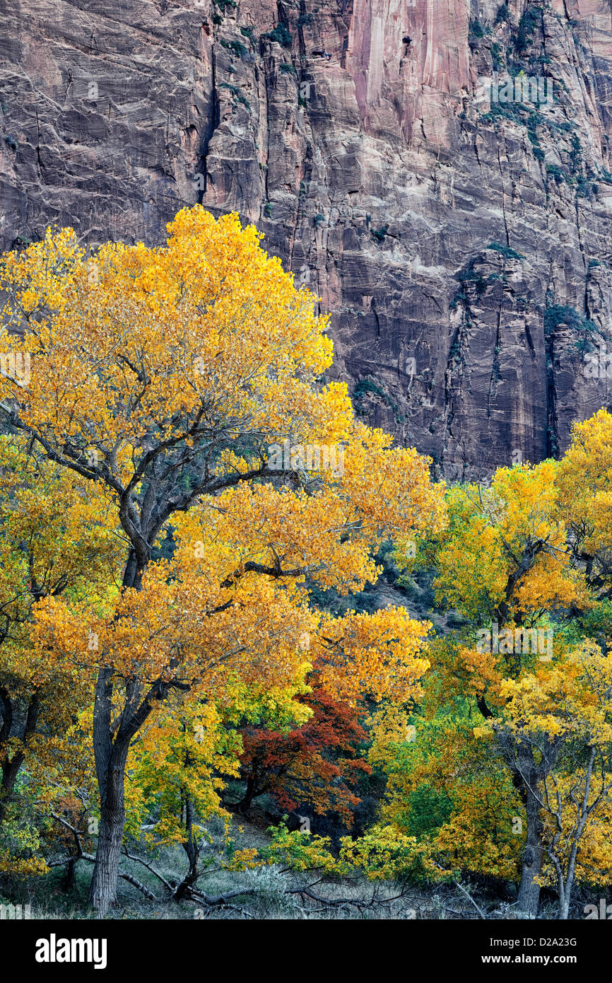 Gelbe Cottonwood und roten großen Zahn Ahornbäume markieren die herbstliche Farbwechsel im Zion Canyon und Utahs Zion National Park. Stockfoto