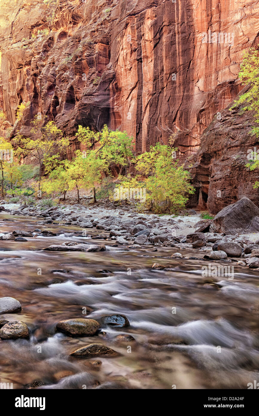 Reflektierende Licht erhellt die Sandsteinwände der The Narrows, wie dem Virgin River durch Zion National Park in Utah stürzt. Stockfoto