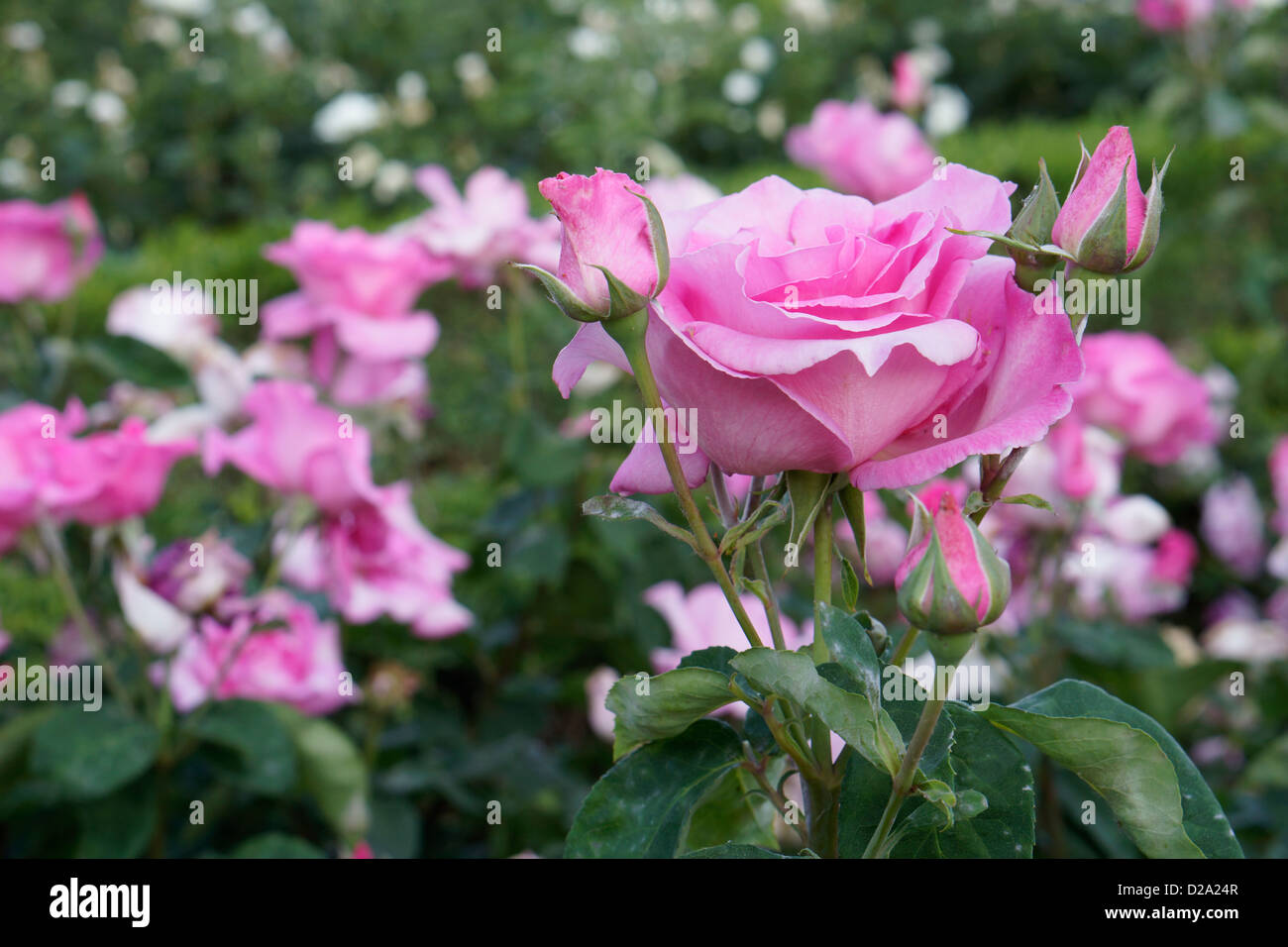 Rose Garten Retiro Madrid Spanien Stockfoto