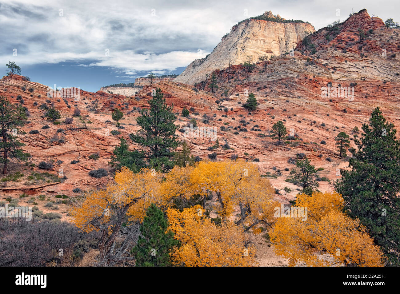 Herbst gold Pappeln unter den Slickrock Gelände auf Utahs Ostseite des Zion National Park. Stockfoto