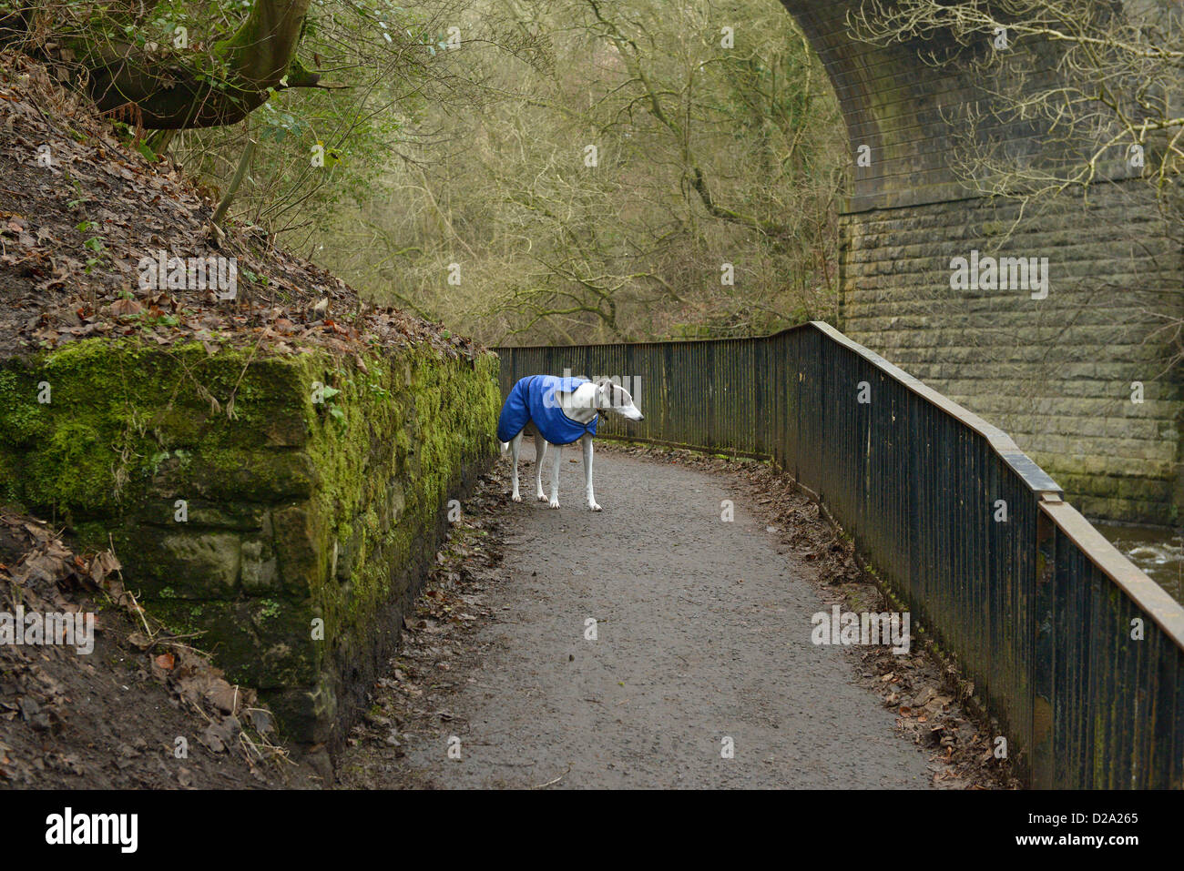 River Kelvin Gehweg Hund Glasgow Schottland Stockfoto