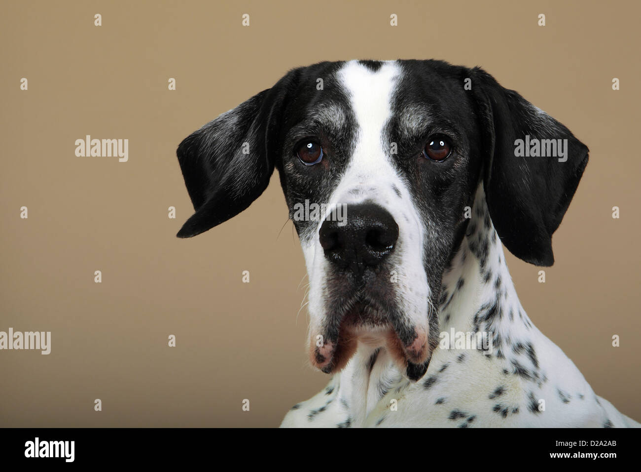 Studio-Porträt eines 10 Jahre alten englischen Zeigers Tan im Hintergrund. Stockfoto