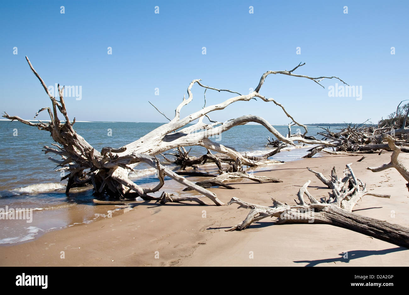 Treibholz am Strand Amelia Island Florida U. S.A. Stockfoto