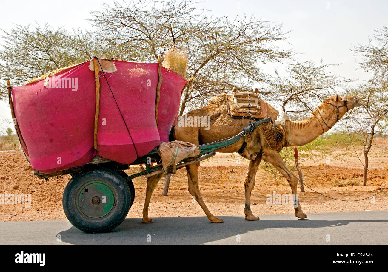 Kamel gezogenen Wagen Rajasthan Indien Stockfoto