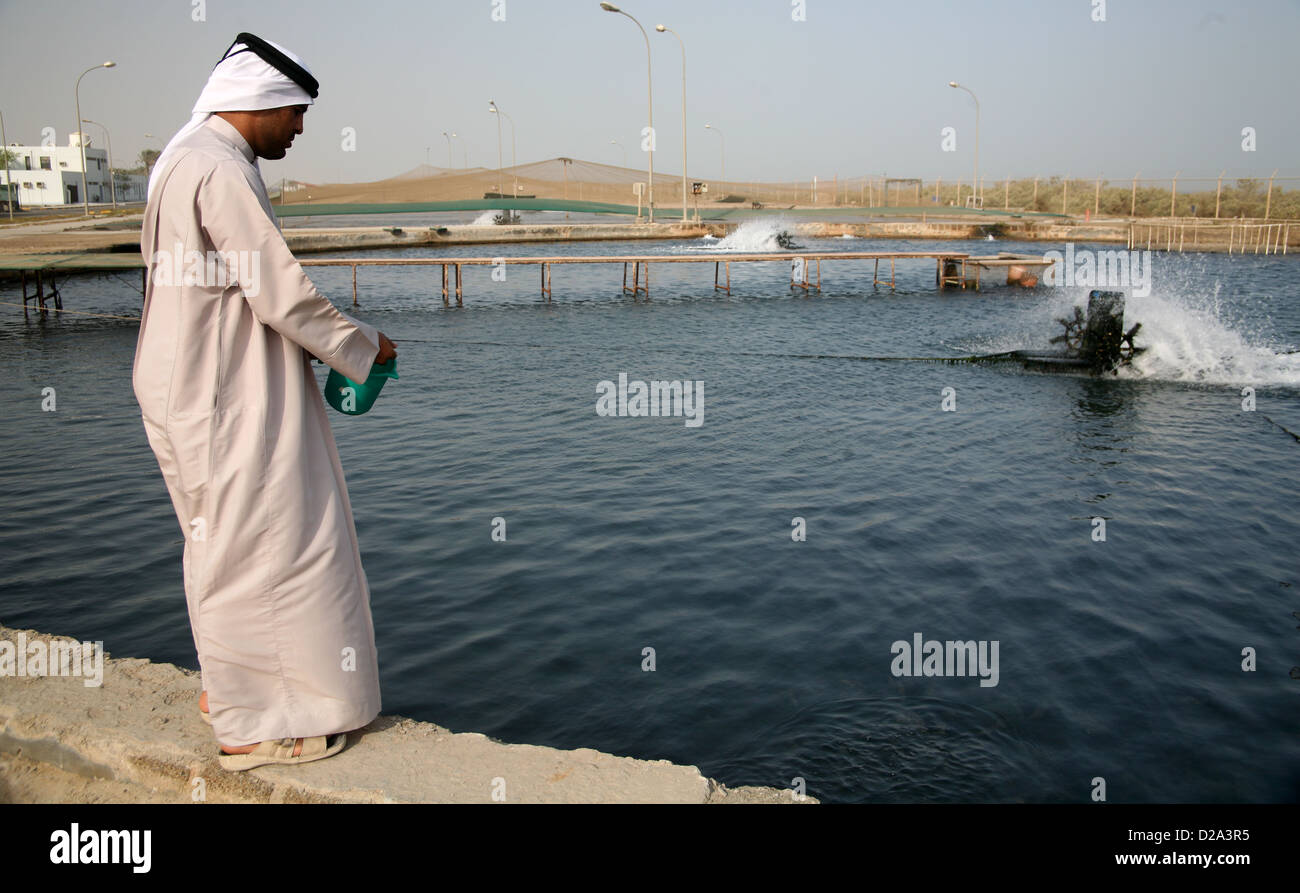 Aquakultur bei Marine Research Centre Umm al Quwain, Vereinigte Arabische Emirate Stockfoto