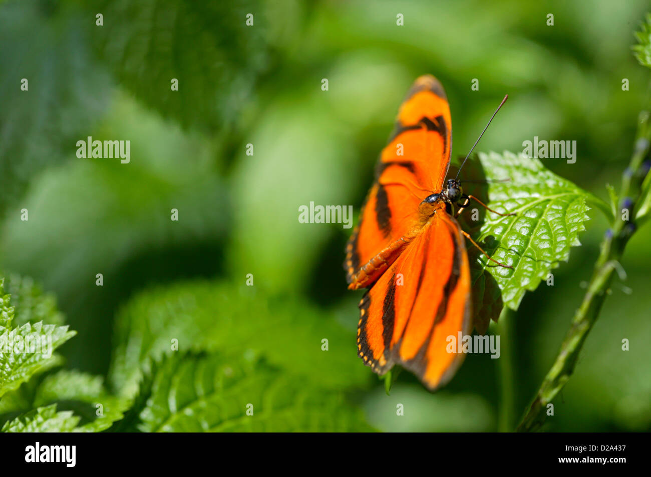 Schließen Sie herauf Bild eines Schmetterlings auf eine Pflanze Blatt In ein Schmetterlingspavillon, Sioux Falls, South Dakota Stockfoto