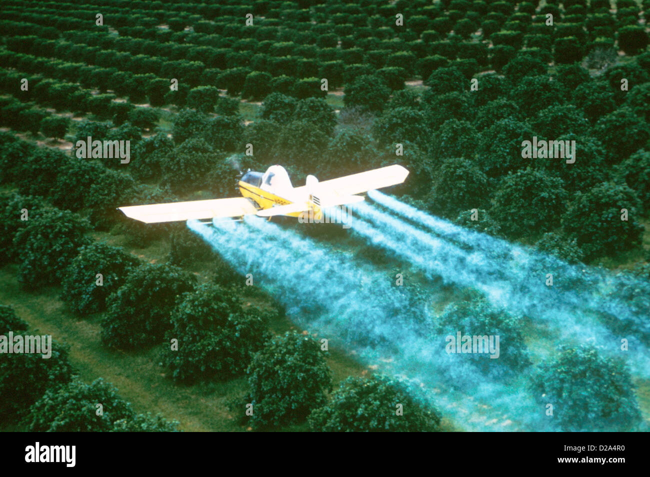Florida, Saint Pierce. Örtlich festgelegtflügel Flugzeug sprühen Orange Grove mit Kocide In den frühen Morgenstunden. Stockfoto
