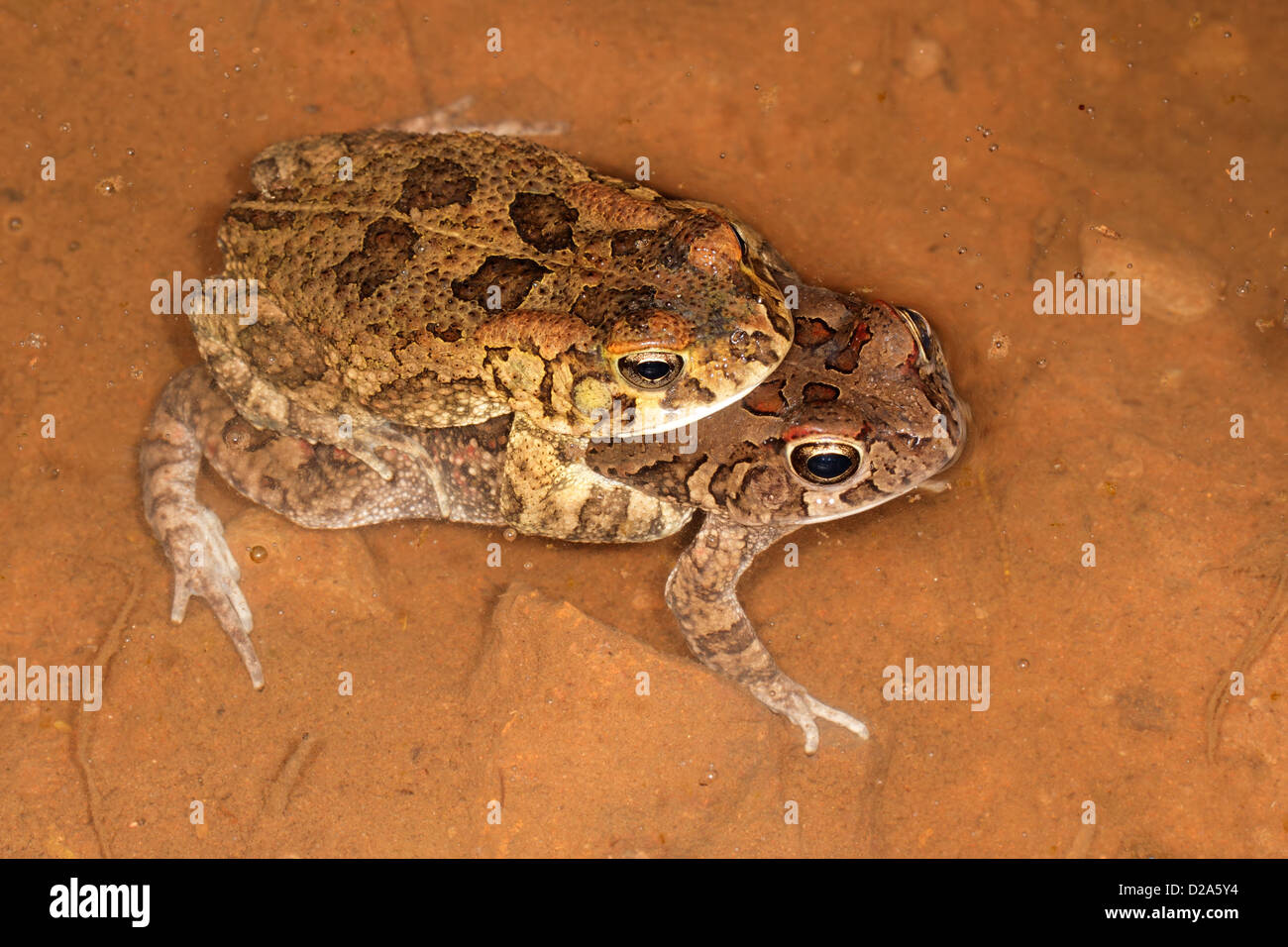 Paarung gutturale Kröten (Amietophrynus Gutturalis) in Wasser, Südafrika Stockfoto