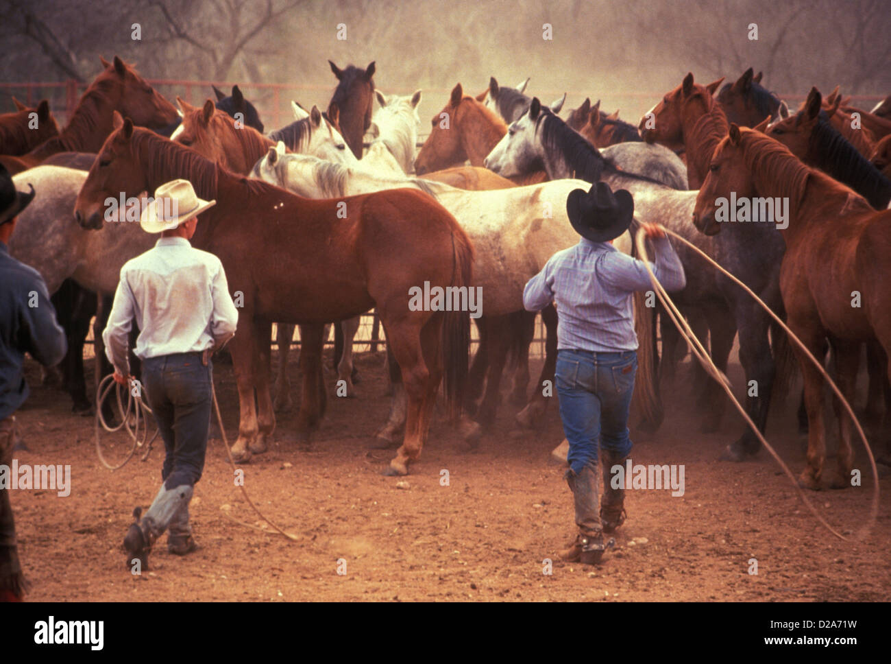 Pitchfork Ranch, Texas Cowboys Pferde aufrunden Stockfoto