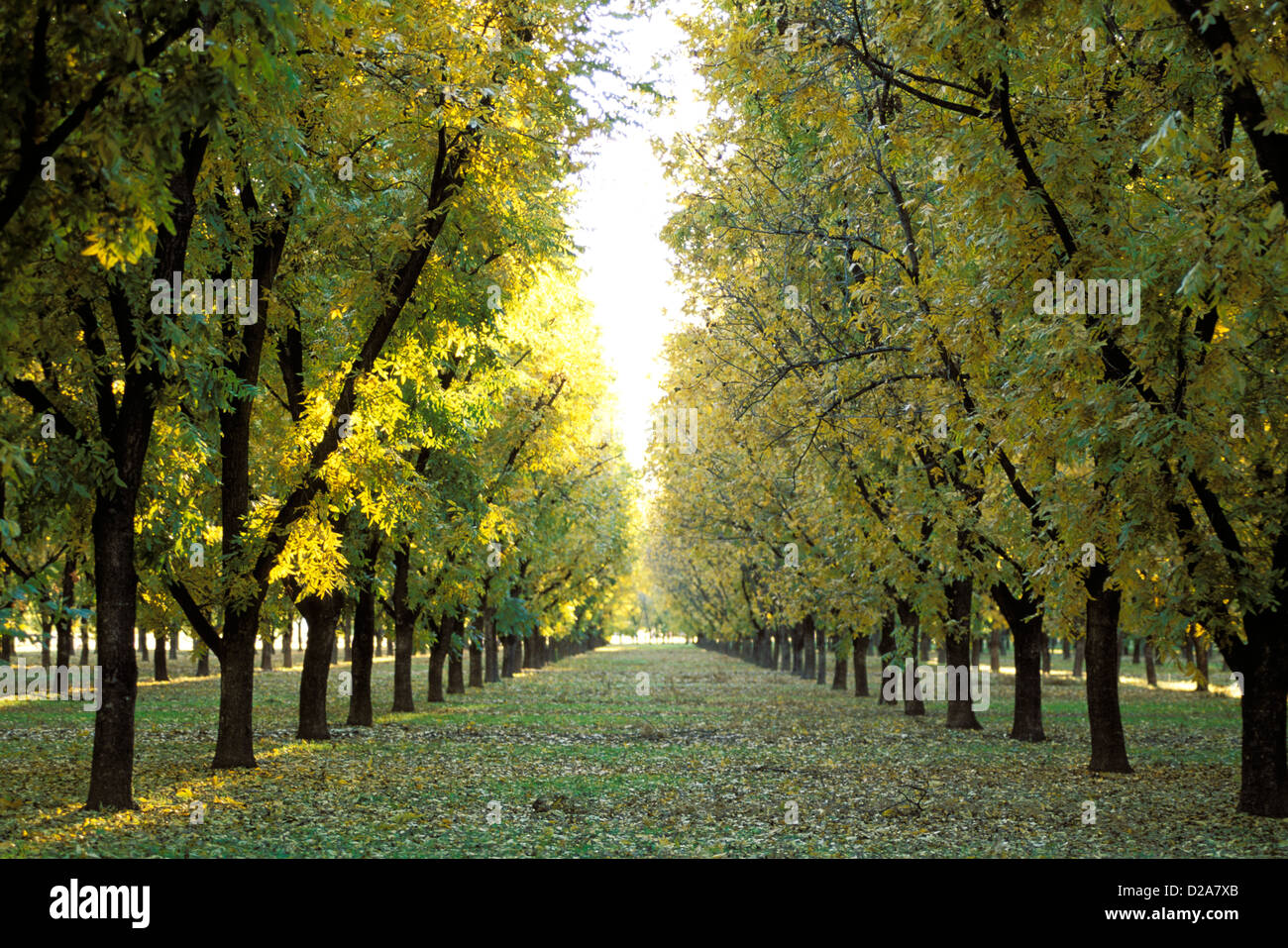 Las Cruces, New Mexico. Zeile der Pecan-Bäume In Pecan Obstgarten. Stockfoto