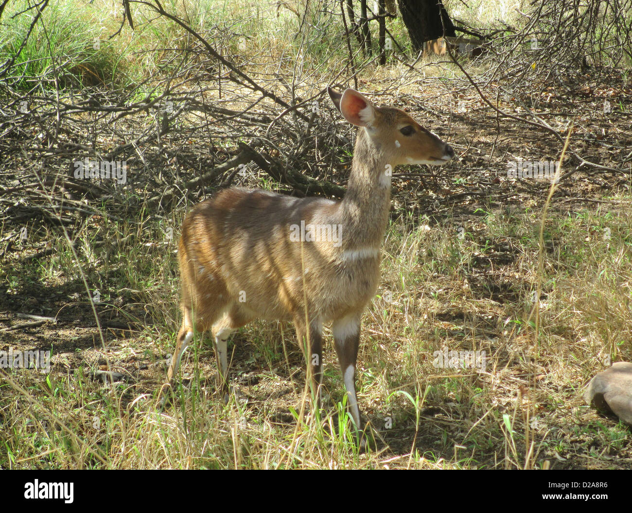 NYALA (Nyala Angasii - Tragelaphus Angasii) weibliche der südlichen afrikanischen Antilope. Foto Tony Gale Stockfoto