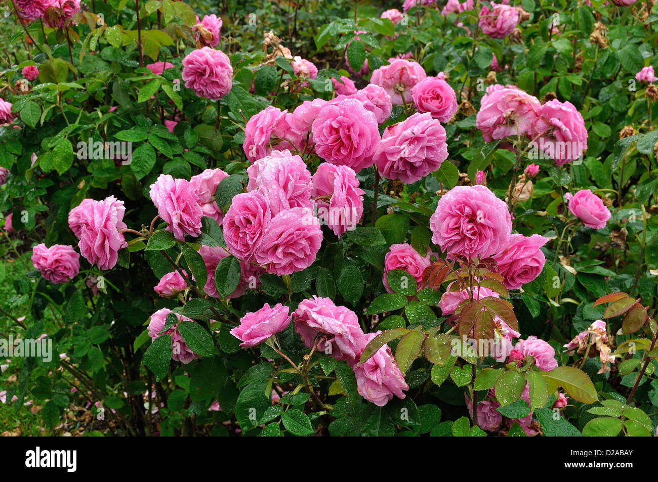 Englische Rosen: "Gertrude Jekyll" (Bred von Austin, 1986), im Juni. Land der Loire, Frankreich. Stockfoto