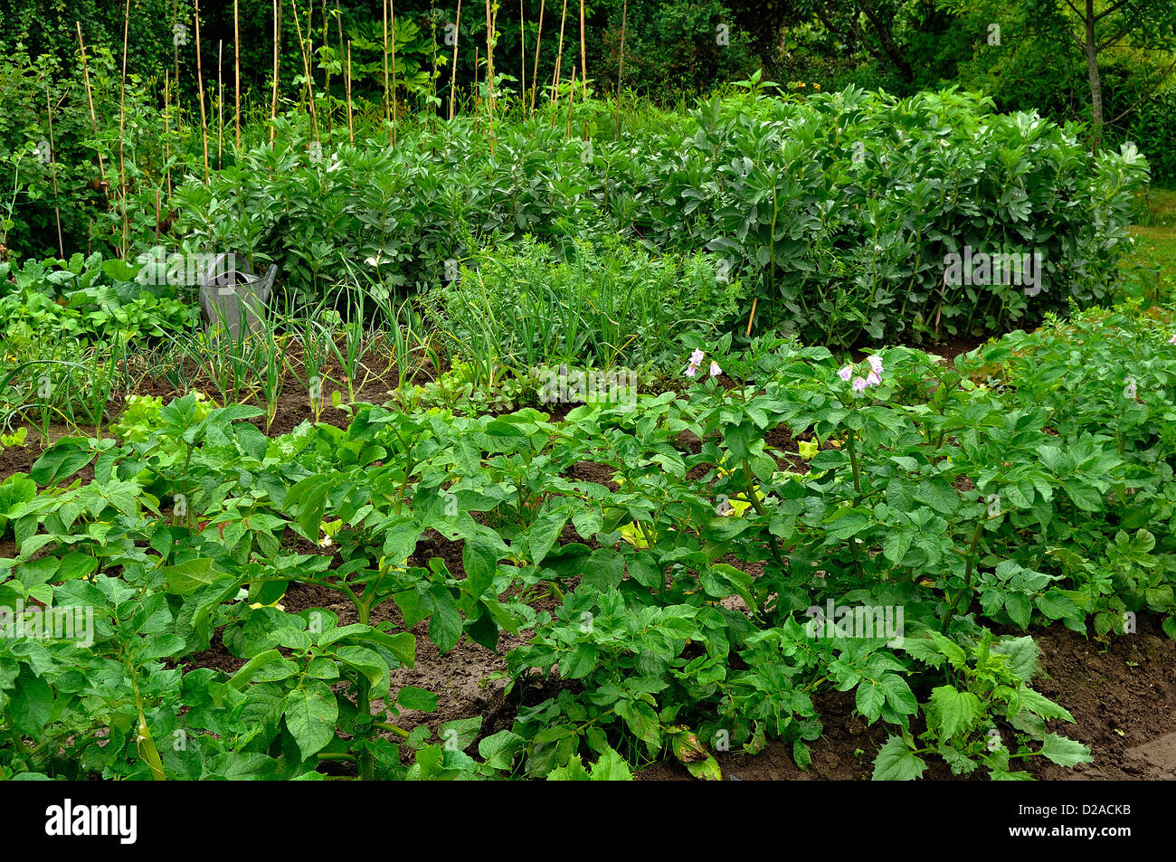 Traditionelle Gemüsegarten in der Landschaft, in einem Dorf im Norden von Mayenne, im Juni. gemüsebeete: Kartoffel, Knoblauch, Bohnen... Stockfoto