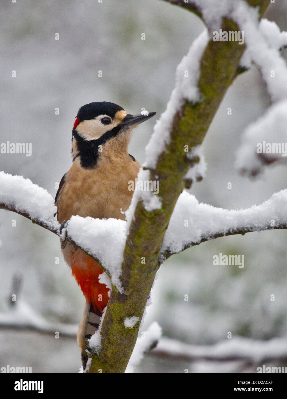 Hedge-Ende, Southampton, Hampshire, UK. 18. Januar 2013. Great Spotted Woodpecker männlich (Dendrocopus großen) im Schnee, Hedge Ende, Southampton, Hampshire, England. Bildnachweis: Krys Bailey / Alamy Live News Stockfoto