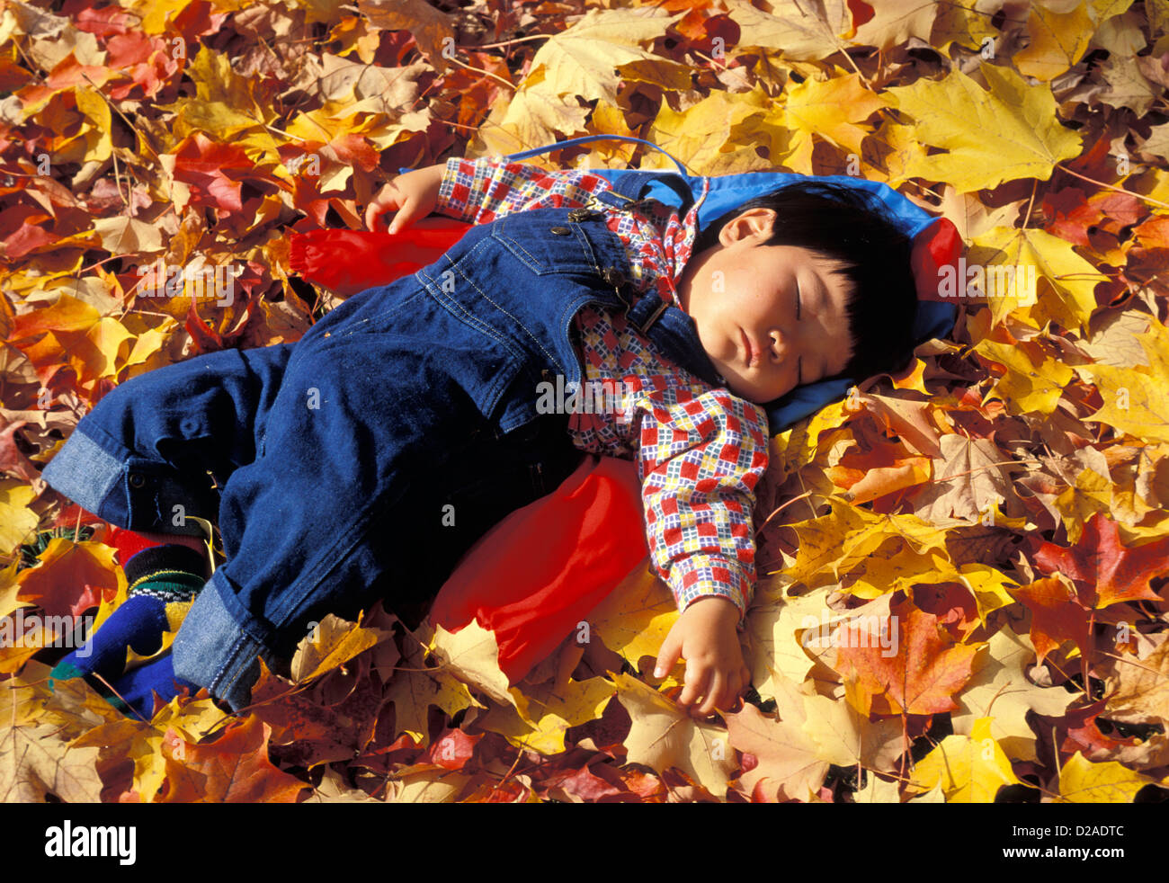 1 1/2 Jahre alten Jungen schlafen In Blättern Stockfoto