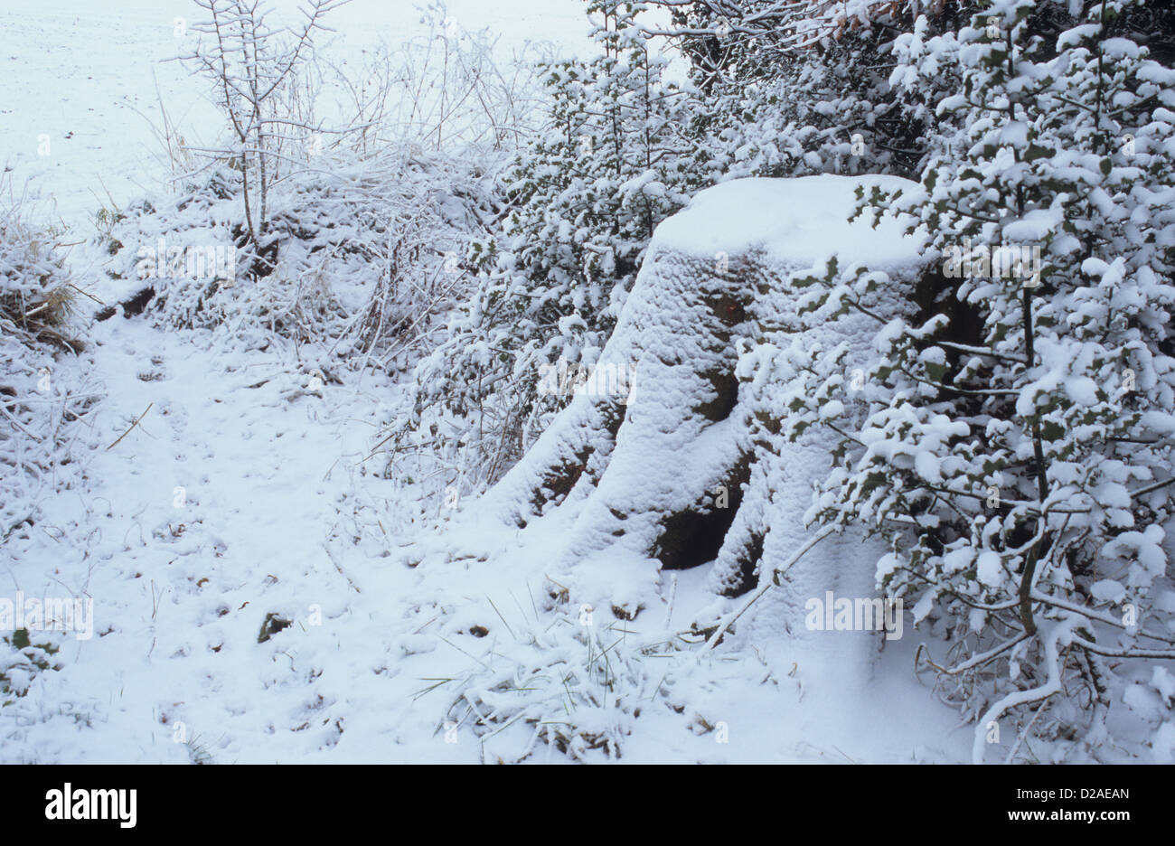 Woodland-track mit Schnee bedeckt stumpf des gemeinsamen Buche und Holly und Weißdorn Gebüsch Stockfoto