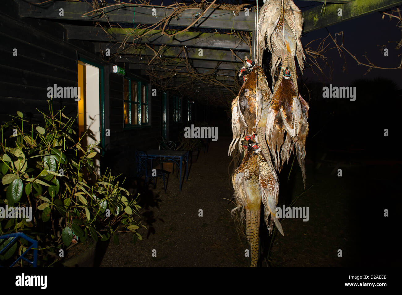 Fasan schießen, Kadaver von Dach hängen. Stockfoto