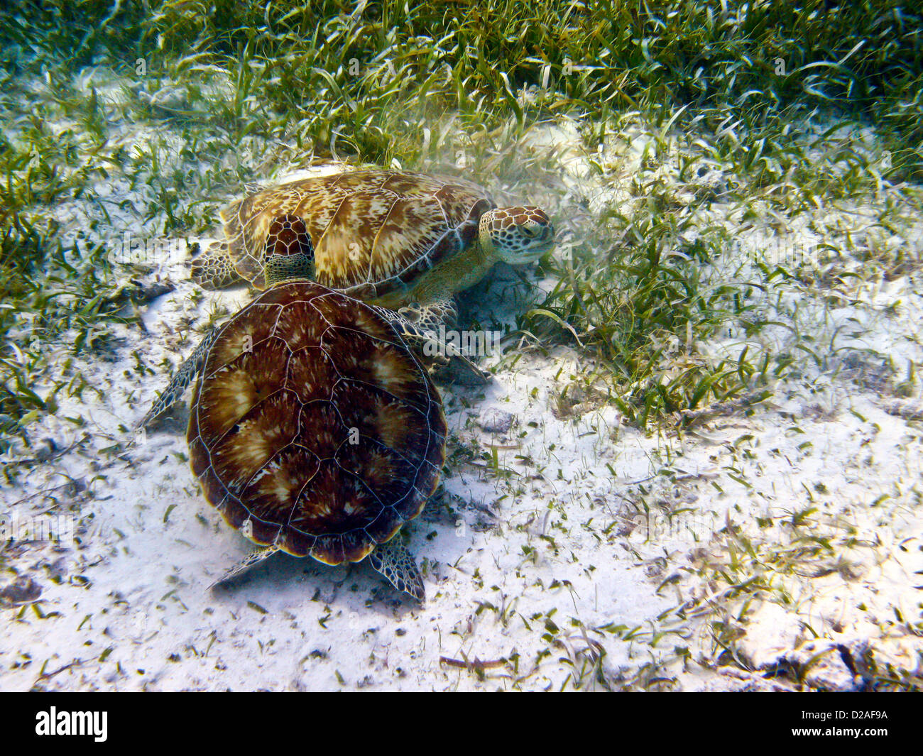 Zwei riesige Schildkröten Touch Play-along Korallenriff Barrier in Belize Stockfoto