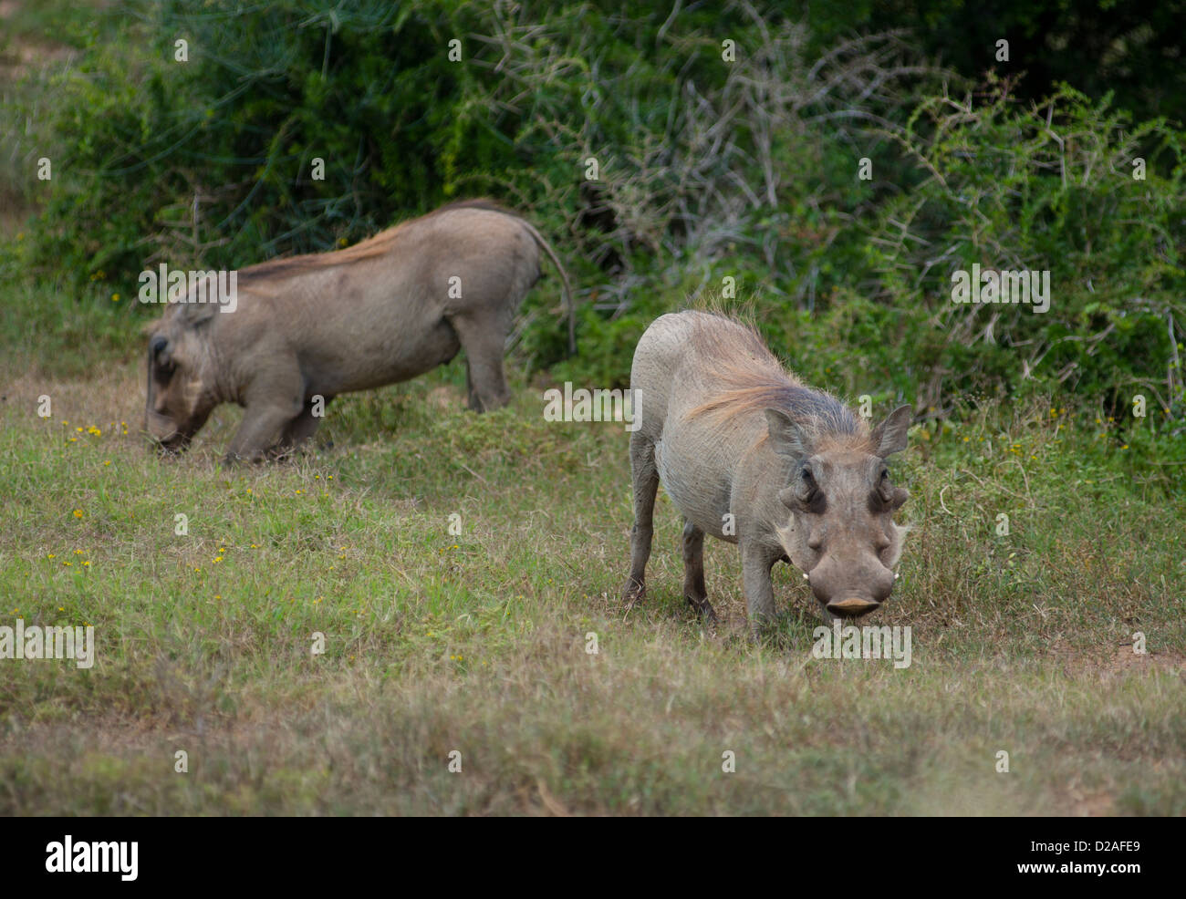 Südafrika, Eastern Cape, Addo Elephant National Park, Warzenschwein (Phacochoerus Africanus) Stockfoto