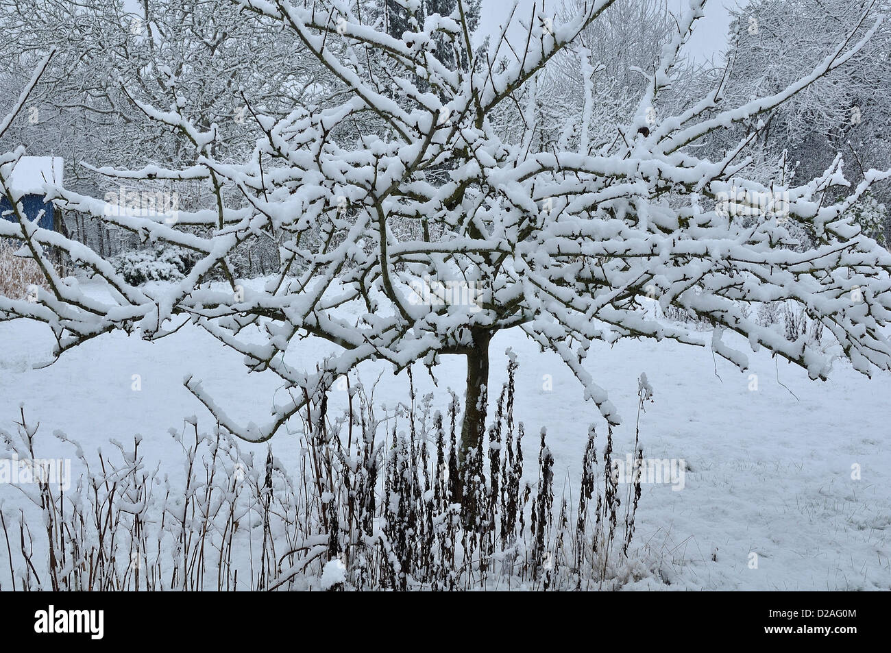 Apple treee (Sorte: Grau Herbst rotbraun) im Garten, unter Schnee, im Januar. Stockfoto