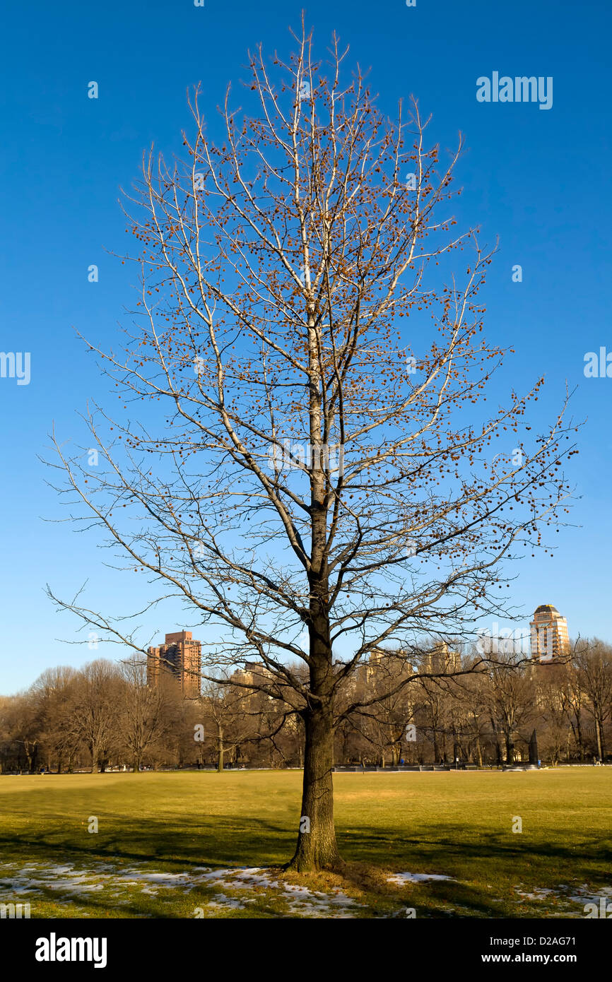 Einsamer Baum im Central Park in New York City im winter Stockfoto