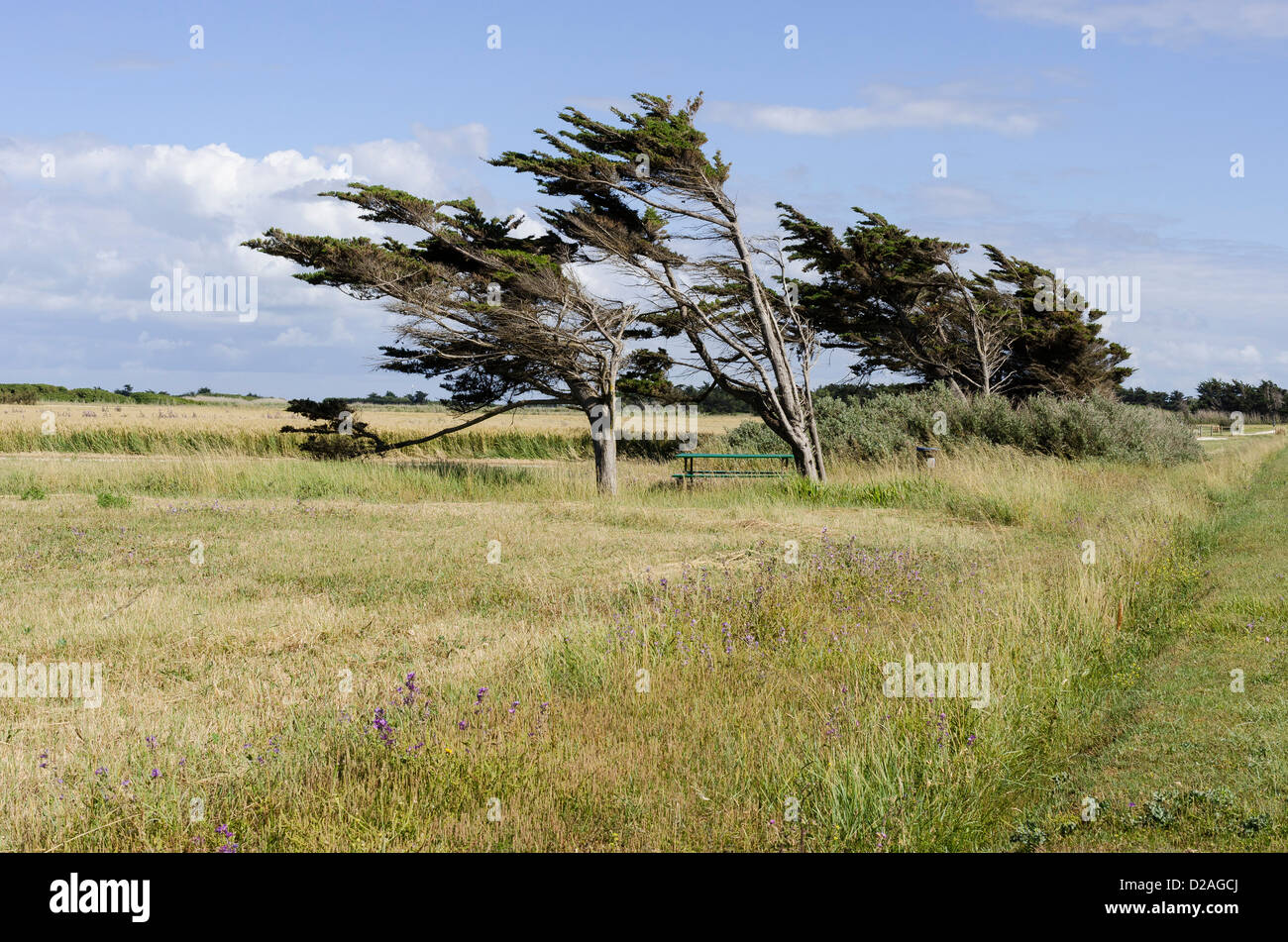 Windgepeitschte Bäume, die Insel Oléron, Frankreich Stockfoto