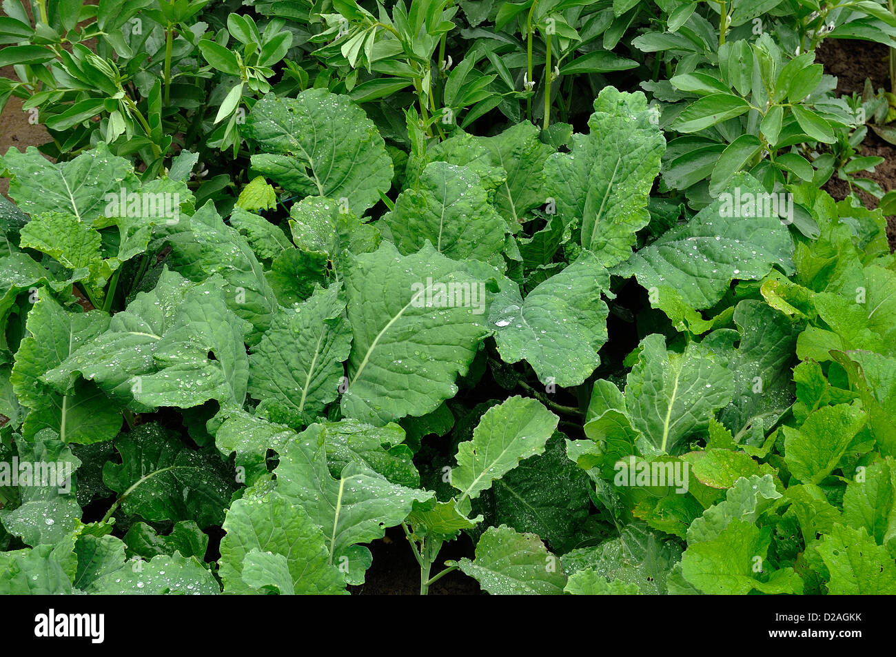 Zuteilung der jungen Pflanzen von Kohl (Kohl von Mailand, Brassica Oleracea Sabauda), in einem Gemüsegarten im Juni. Stockfoto