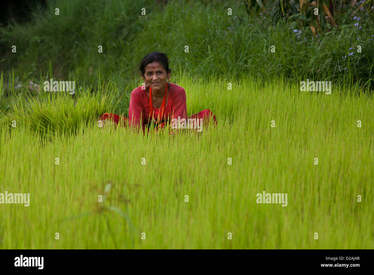 Eine Frau sammelt Reis Sämlinge um sie in ihrem Reisfeld zu Pflanzen. Stockfoto