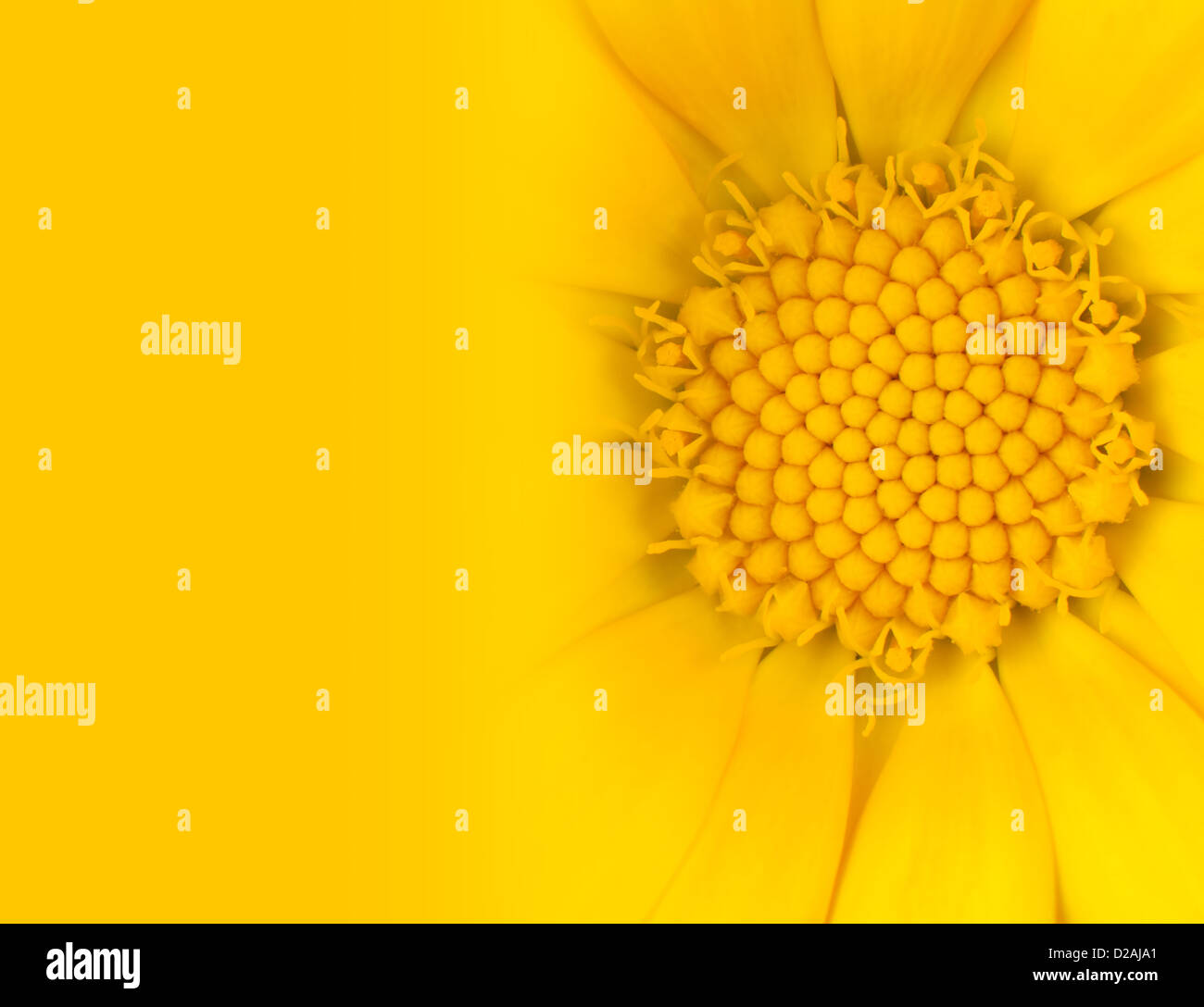 Makroaufnahme einer gelben Daisy Blume mit Farbverlauf auf gelbem Hintergrund Stockfoto