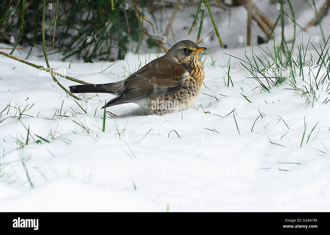 Ein seltener Gast auf einem Northants Garten-eine Wacholderdrossel Nahrungssuche in meinem Garten bei starkem Schneefall in Rothwell, Northamptonshire, 18. Januar 2012. Foto von John Robertson, 2013. Stockfoto