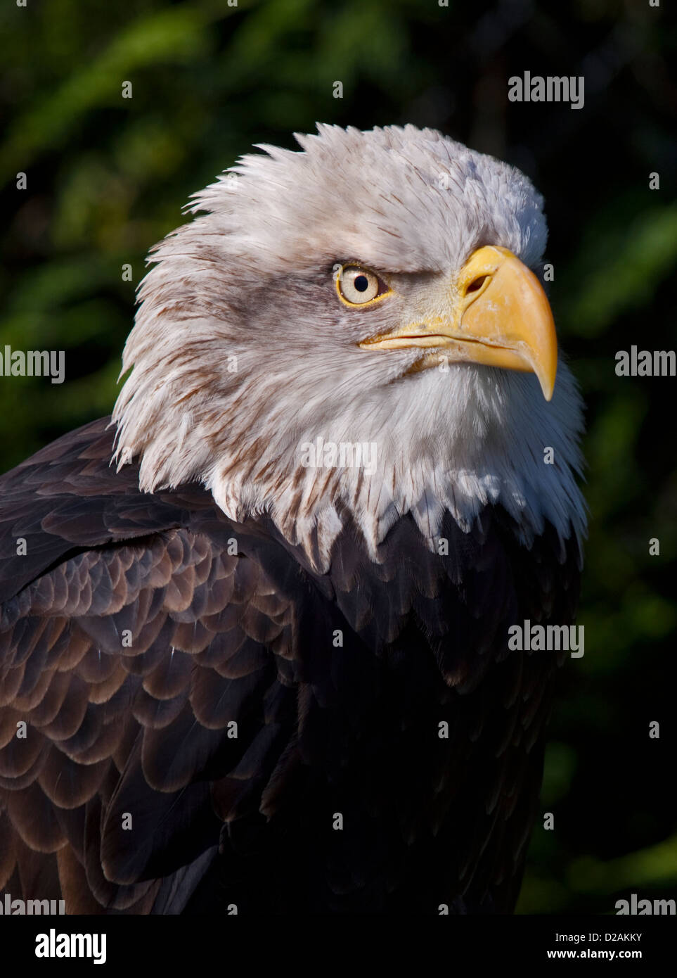 Alaska-Weißkopf-Seeadler (Haliaeetus Leucocephalus) Stockfoto