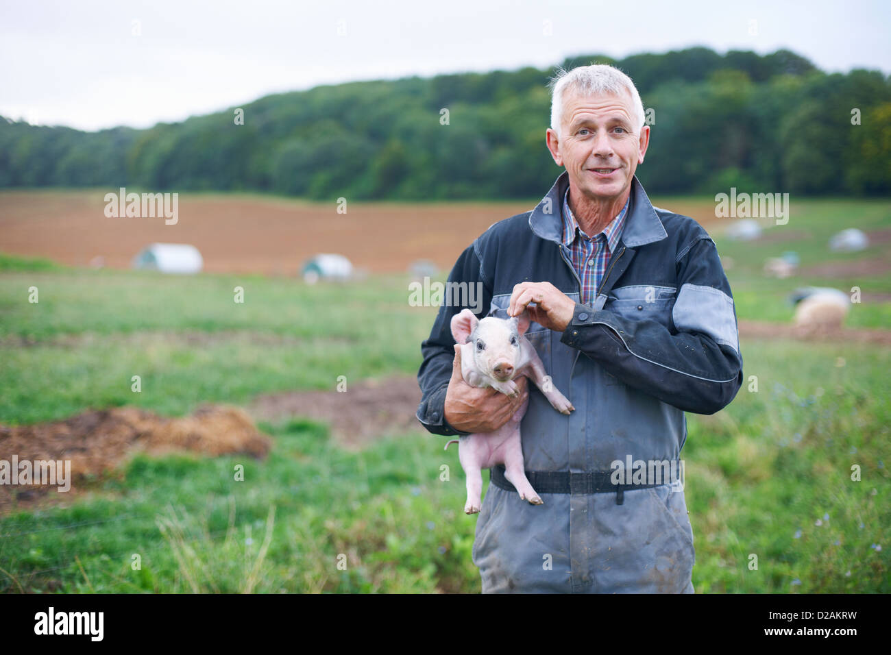 Landwirt Holding Ferkel im Feld Stockfoto