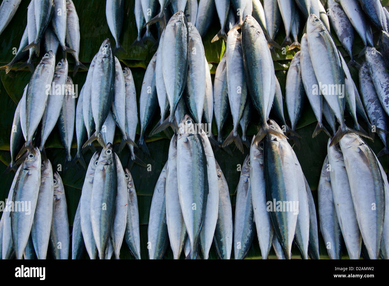 Frischen Fisch zu verkaufen, am Strand in Dili, Hauptstadt von Timor-Leste angelegt. Stockfoto