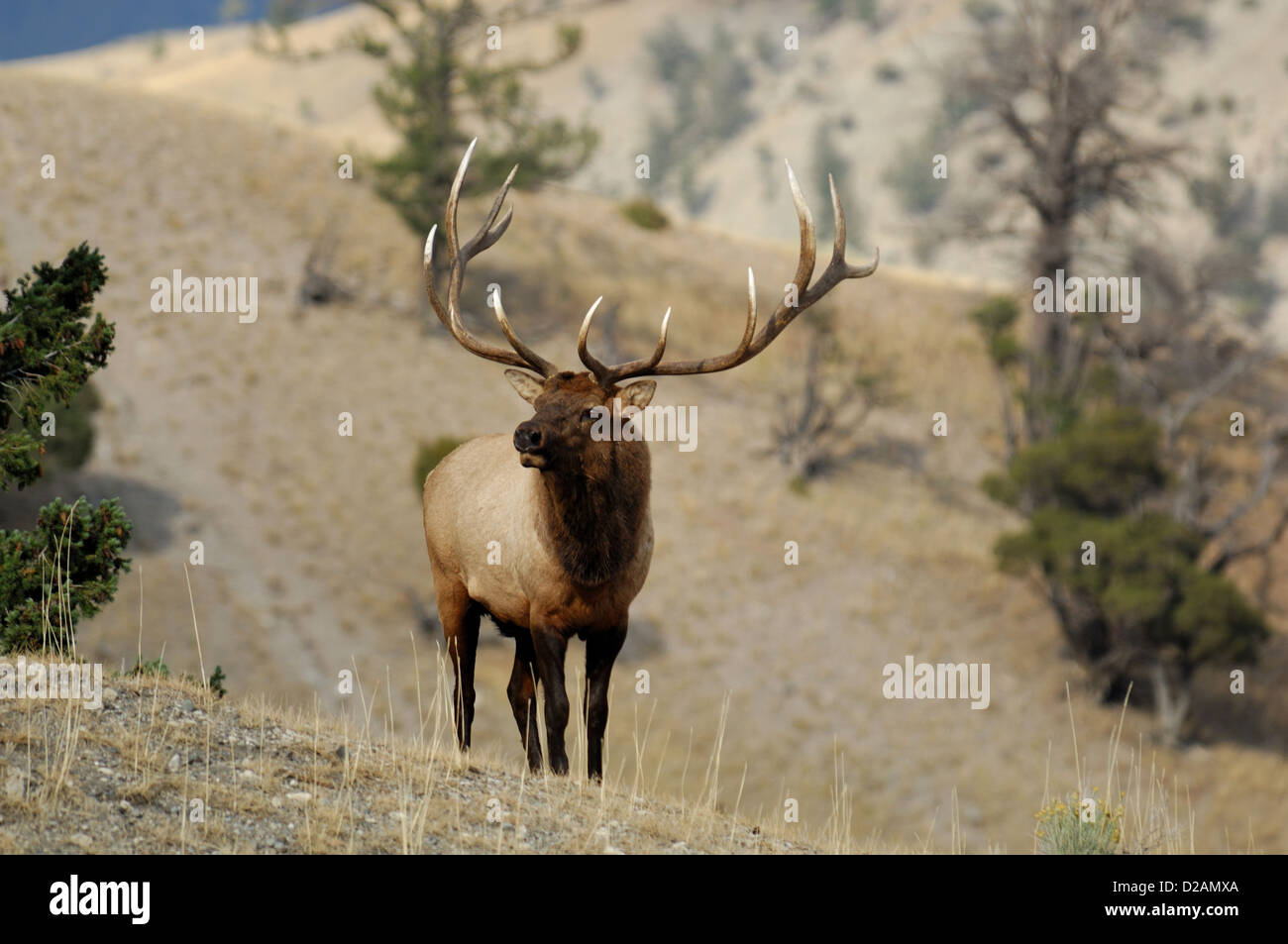 Trophäe Stier Elche (Cervus Canadensis) in Wyoming Stockfoto