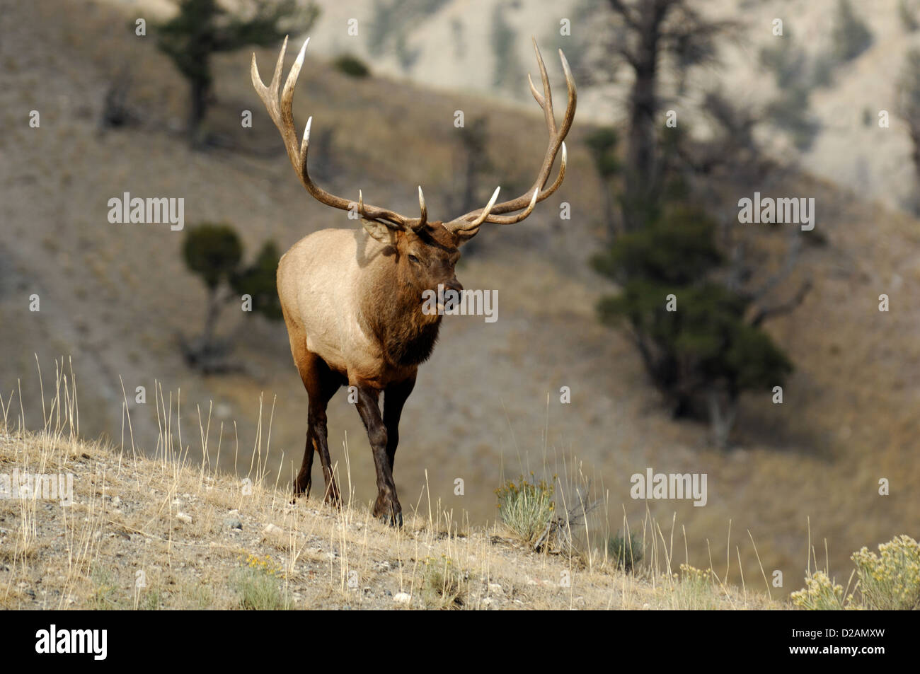 Trophäe Stier Elche (Cervus Canadensis) in Wyoming Stockfoto