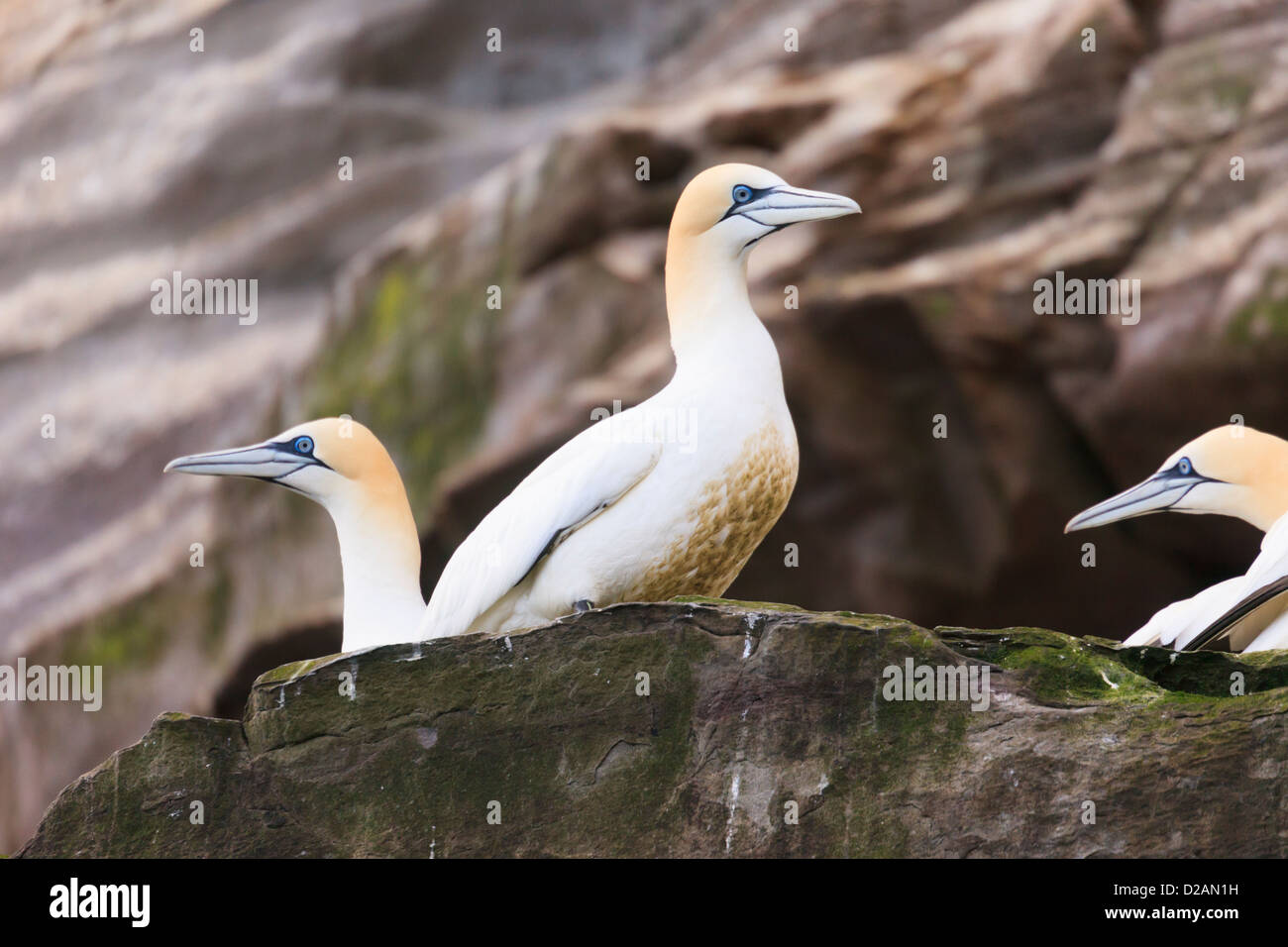 Basstölpel auf Verschachtelung auf Felsenleisten von Seacliffs auf Isle of Noss National Nature Reserve Zucht der Sommersaison Stockfoto