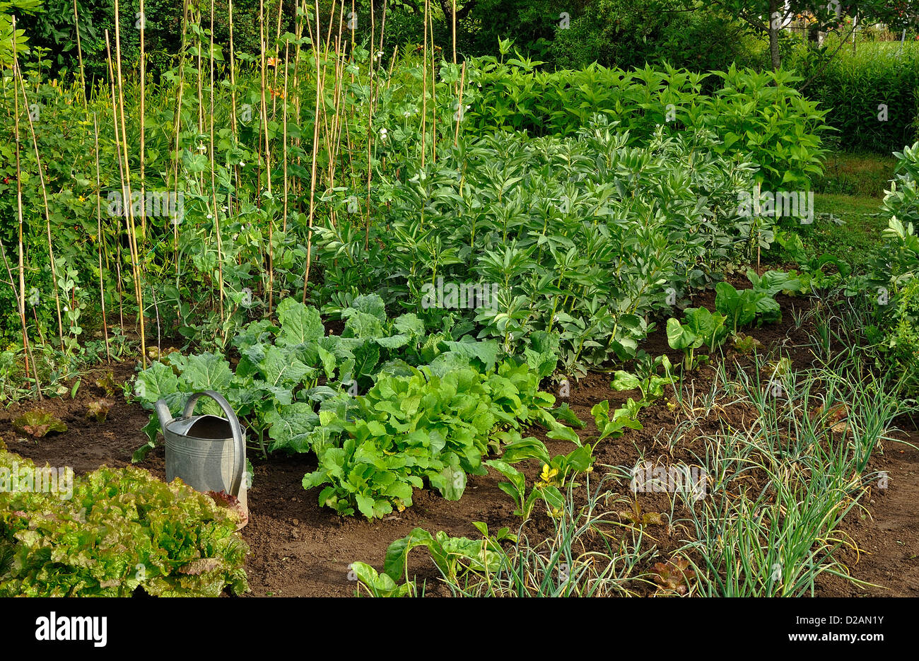 Gemüsegarten, im Juni: Kontingente Batabvia Salat (Sorte: "Rouge Grenobloise"), Knoblauch, Schalotten, rote Beete, Rüben,... Stockfoto