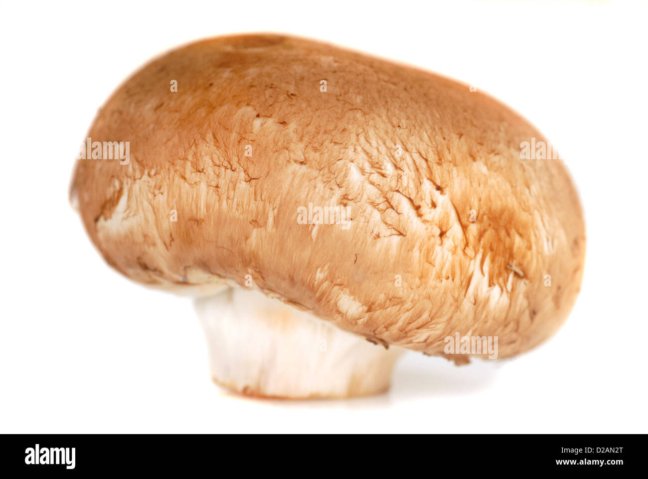 Frische Bio Crimini Pilze mit weißem Hintergrund Stockfoto