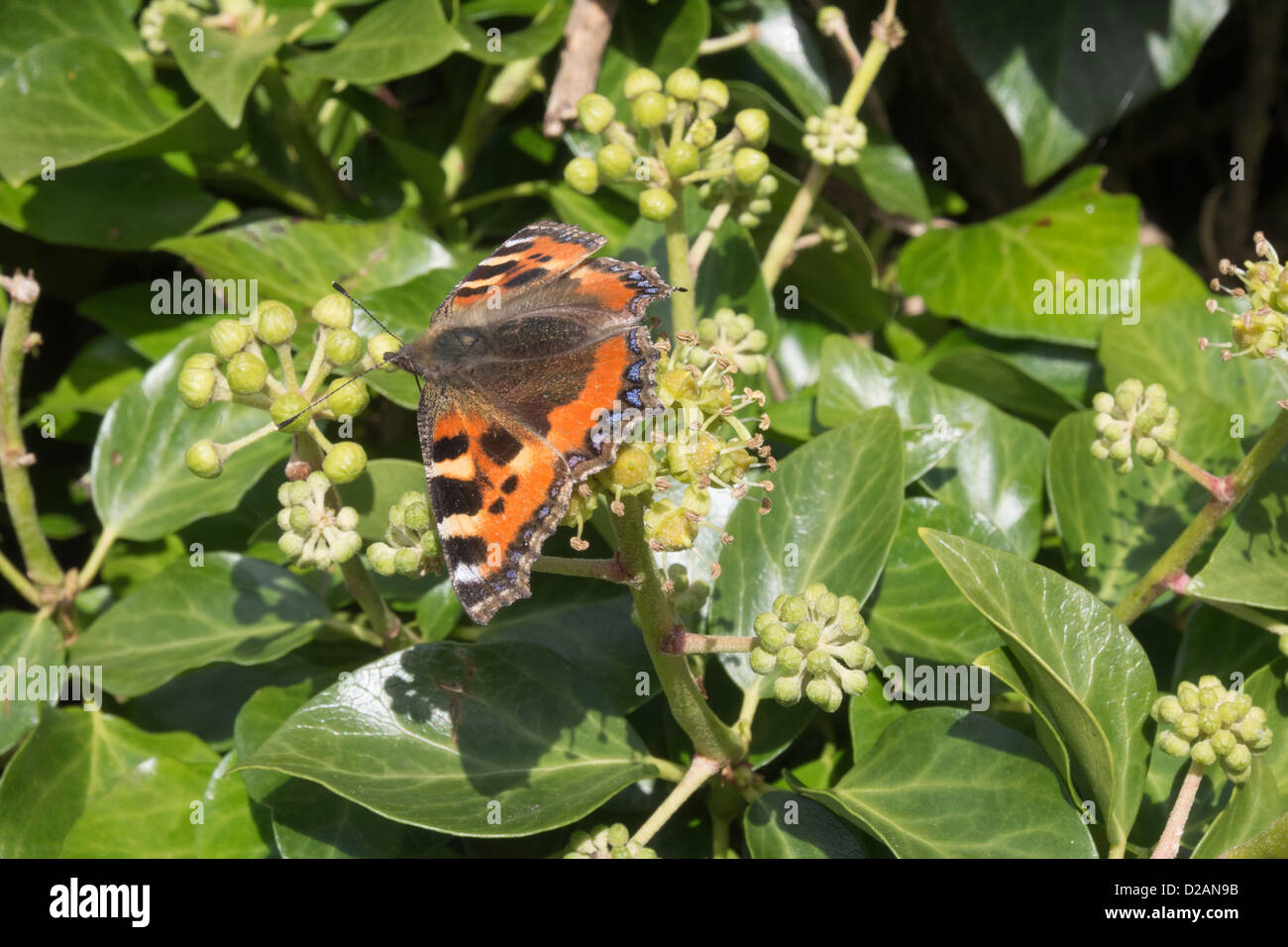 Kleiner Fuchs Schmetterling (Aglais Urticae) Fütterung auf Ivy Blumen (Hedera Helix) in eine Hecke im Spätsommer im Königreich Stockfoto