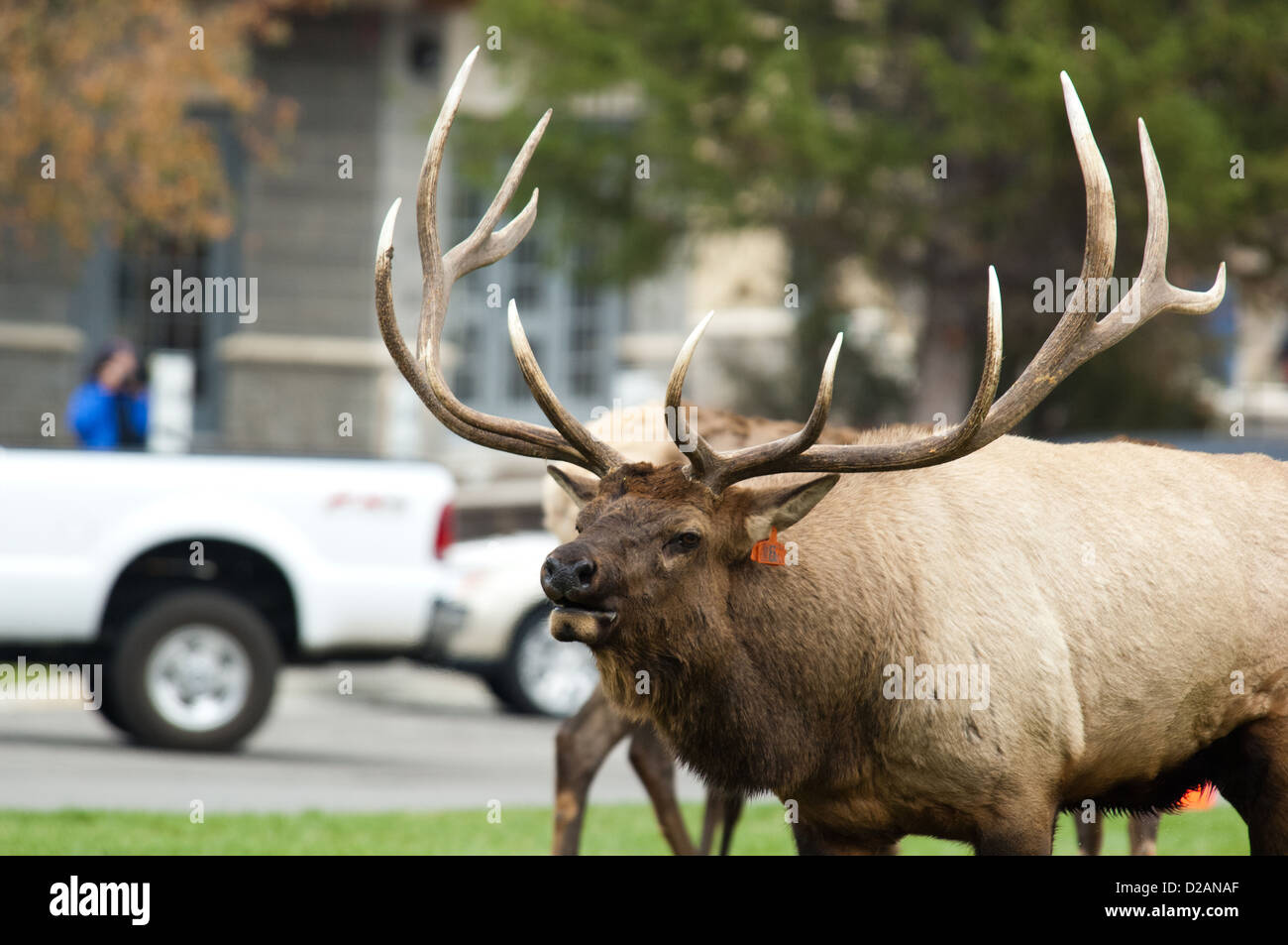 Spurrinnen Stier Elche (Cervus Canadensis) hallten in Mammoth Hot Springs Yellowstone Nationalpark, Wyoming Stockfoto