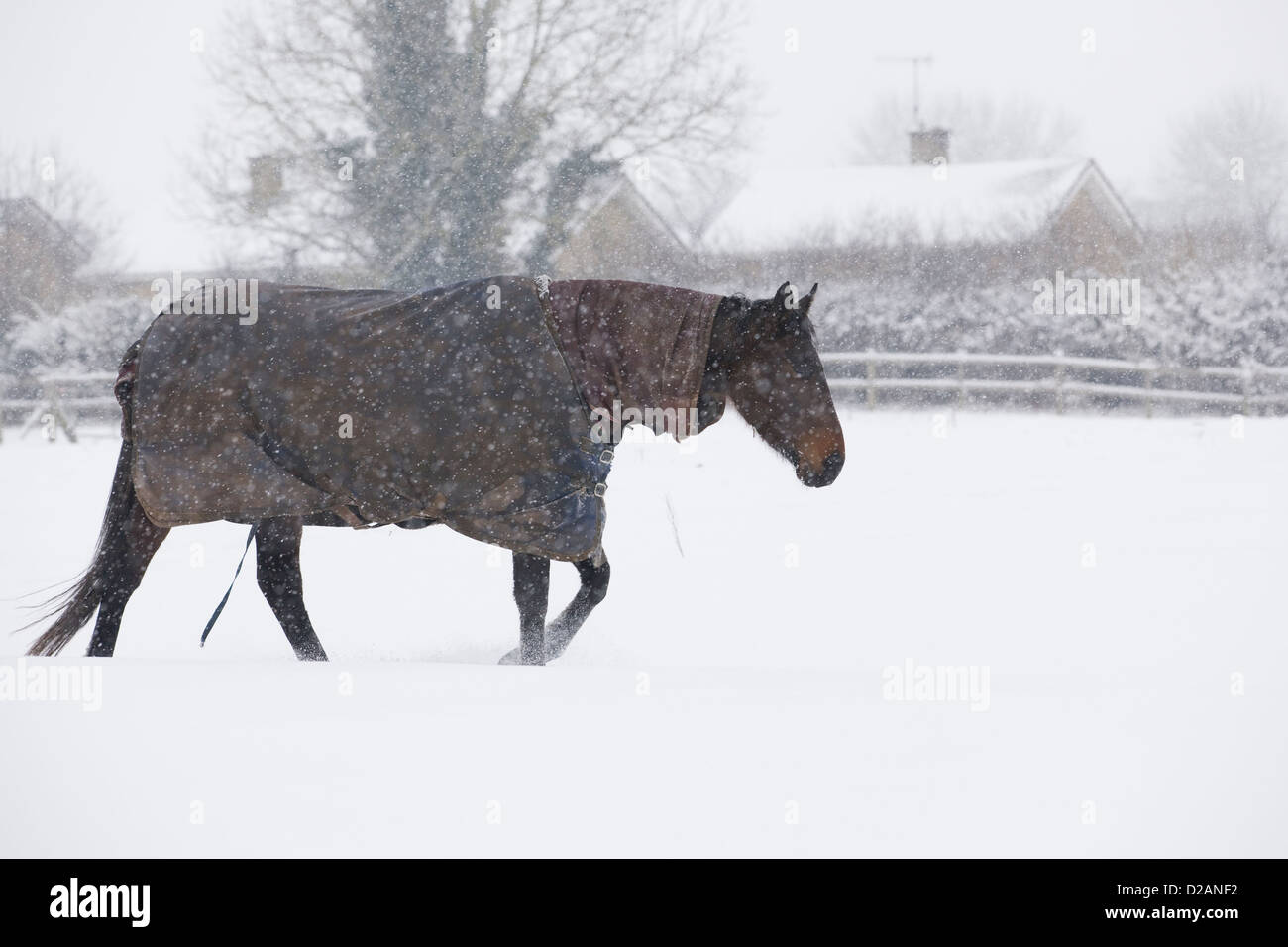 Pferde im Schnee Warmhalten mit Teppichen auf Equus Ferus caballus Stockfoto