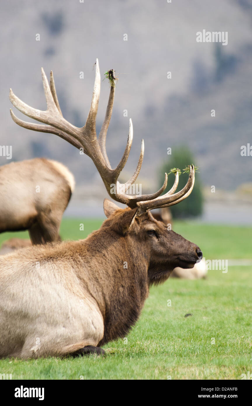 Spurrinnen Stier Elche (Cervus Canadensis) gebettet mit Kühen in Mammoth Hot Springs Yellowstone Nationalpark, Wyoming Stockfoto