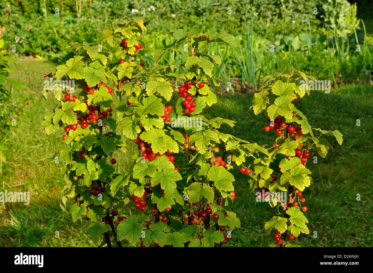 Rote Johannisbeere (Ribes Rubrum) Reifen im Busch. Stockfoto