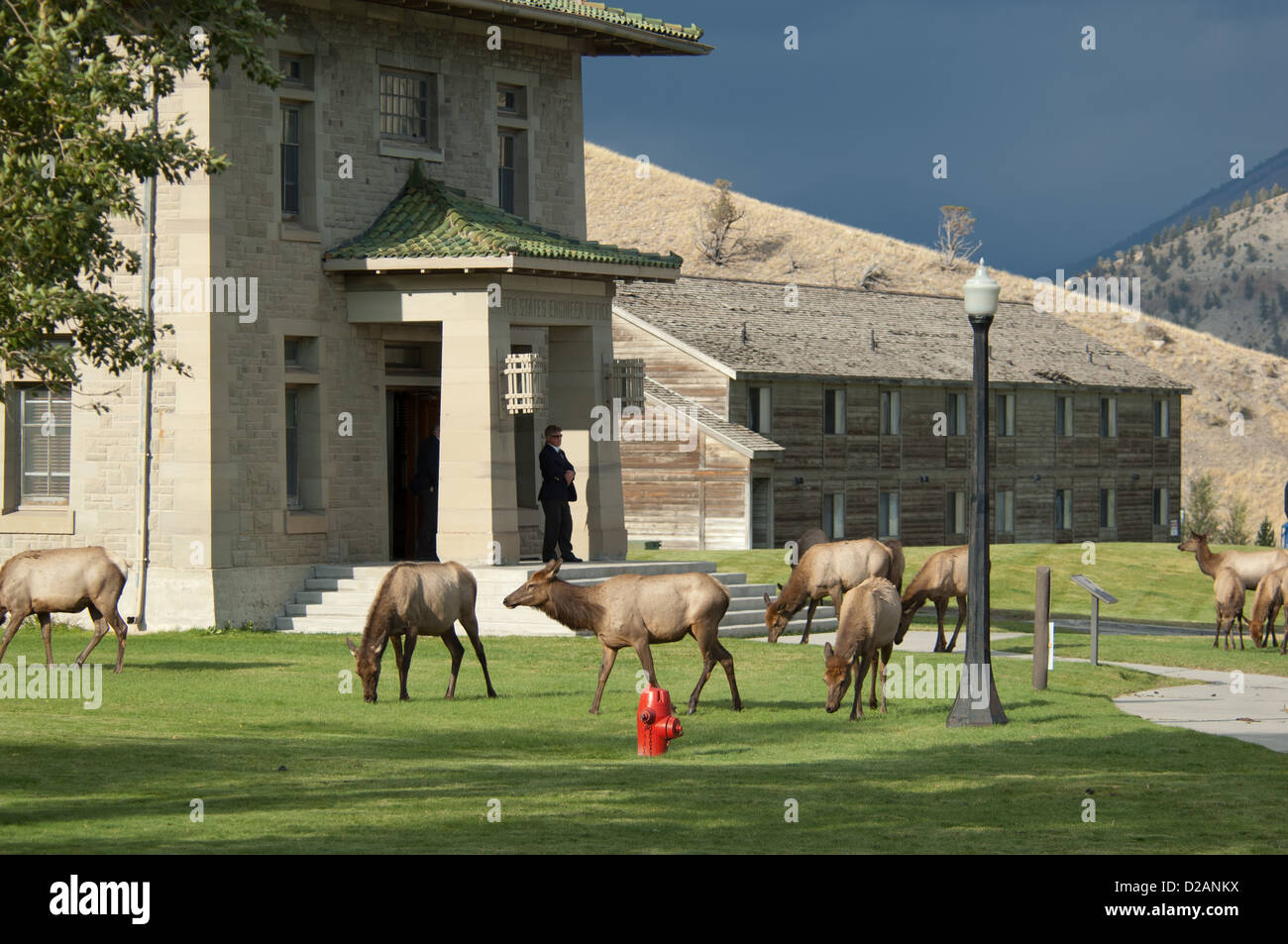 Kuh-Elche (Cervus Canadensis) in Mammoth Hot Springs Yellowstone Nationalpark, Wyoming Stockfoto