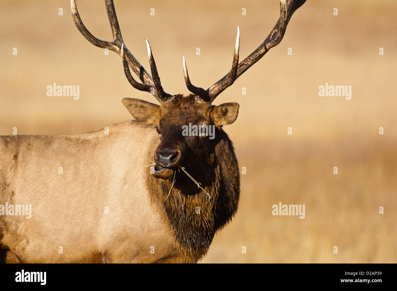 Stier Elche (Cervus Canadensis) Fütterung auf Rasen in Wyoming Stockfoto