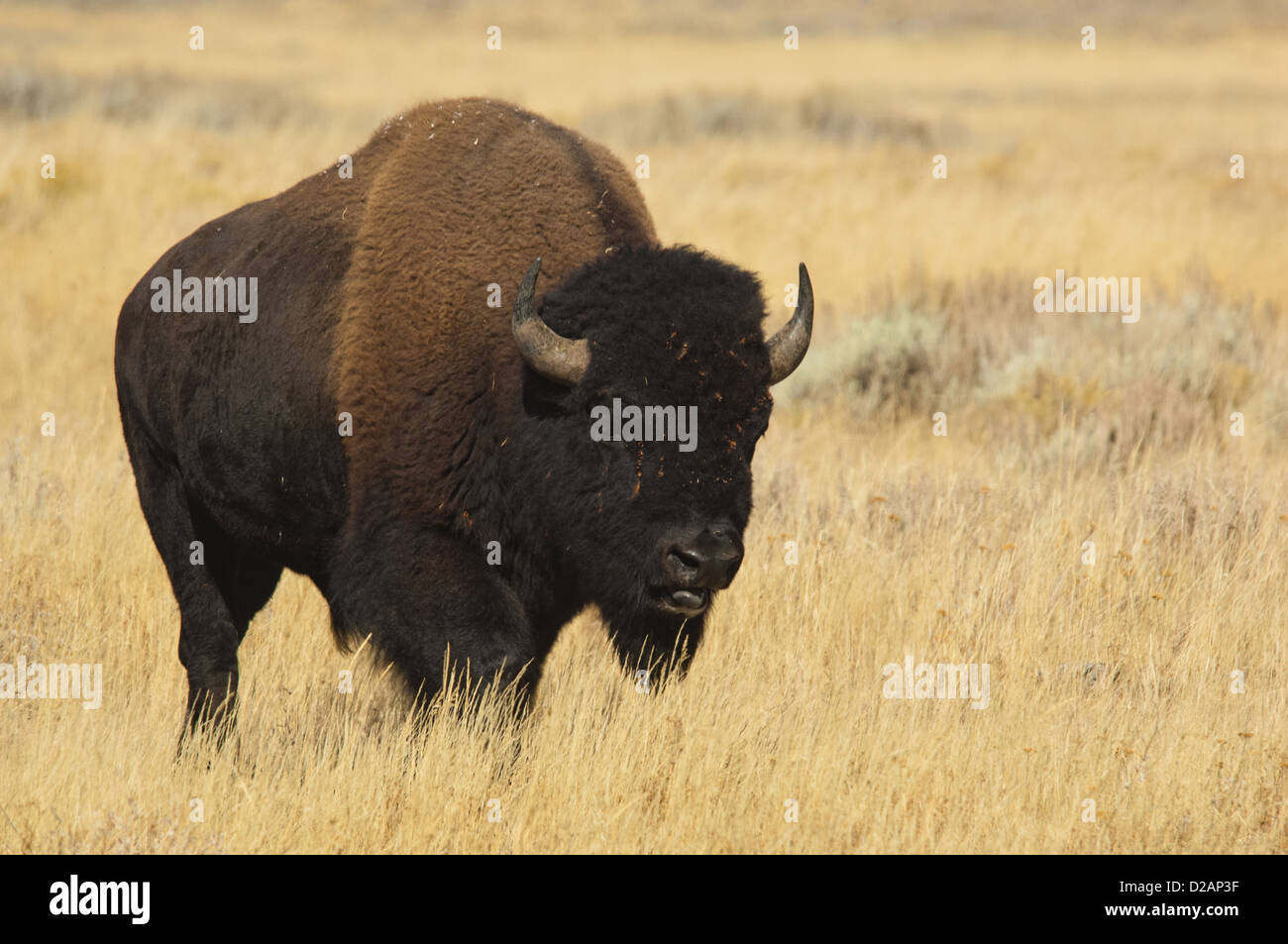 American Buffalo (Bison Bison) im Yellowstone-Nationalpark, Wyoming Stockfoto