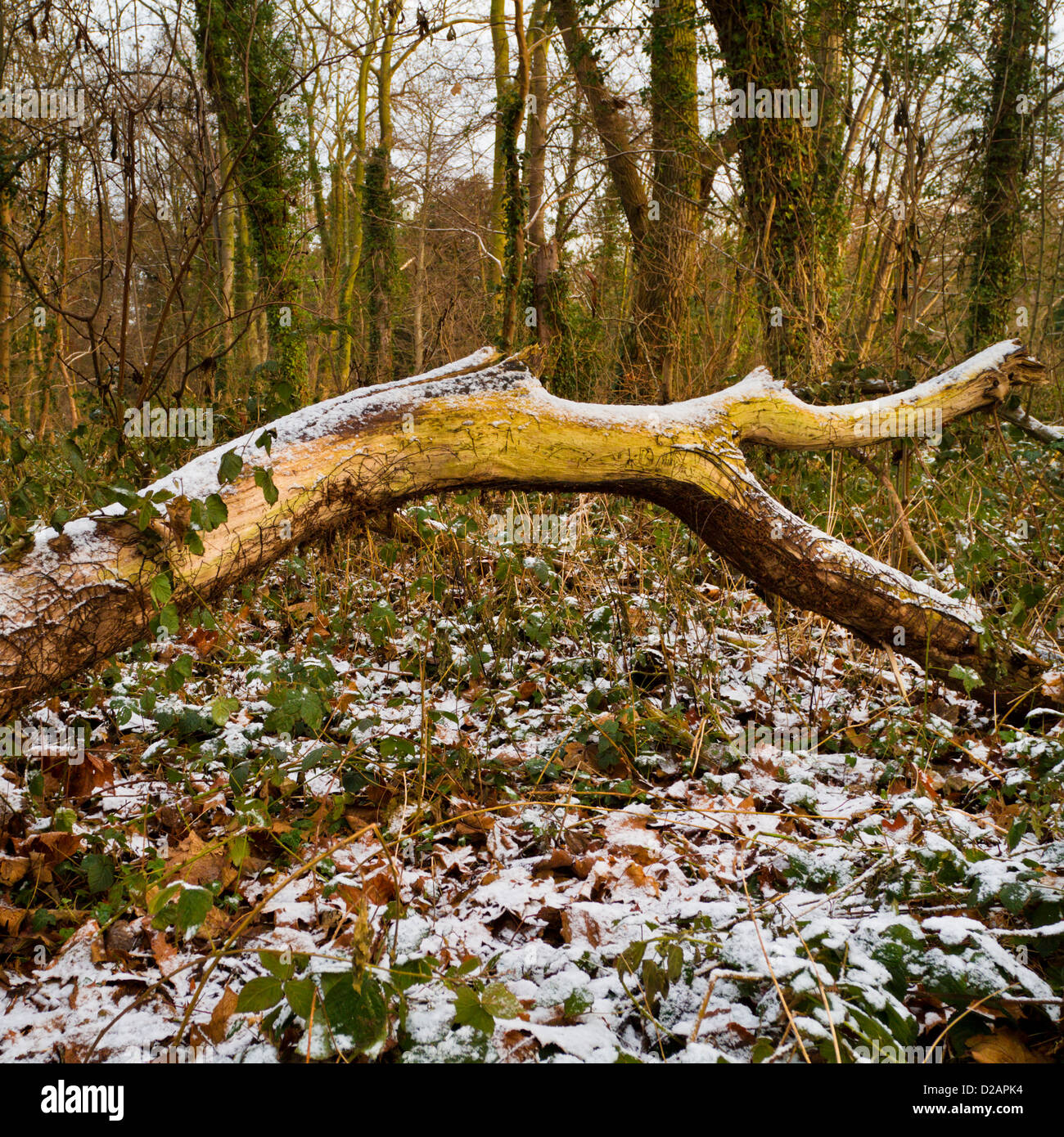 Gefallenen Baum im Winter in einem Waldgebiet mit einer leichten Schneedecke, Nottinghamshire, England, Großbritannien Stockfoto