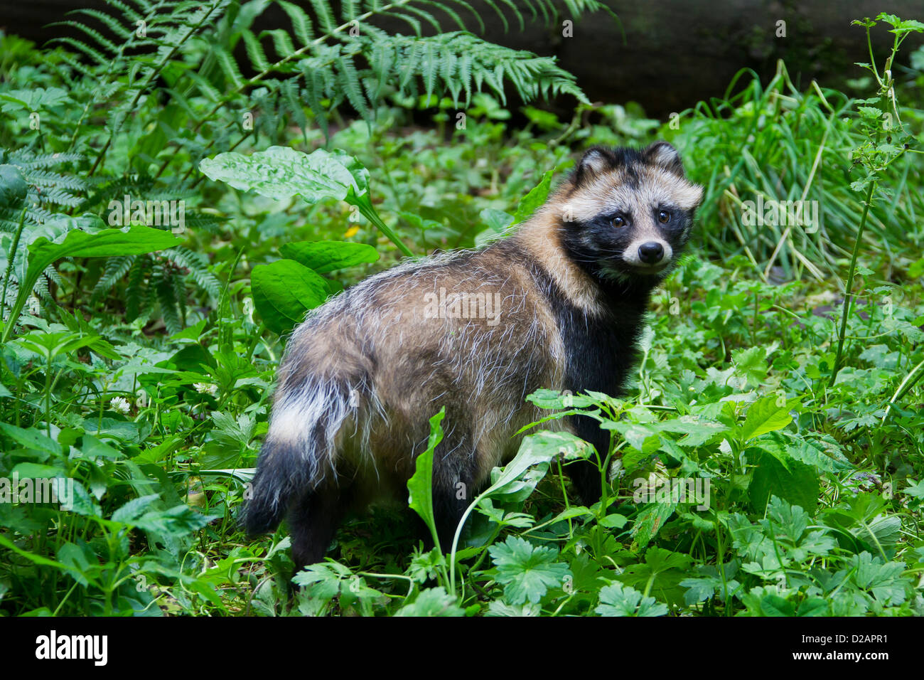 Waschbär Hund (Nyctereutes Procyonoides) invasive Arten in Deutschland, in Ostasien heimisch Stockfoto