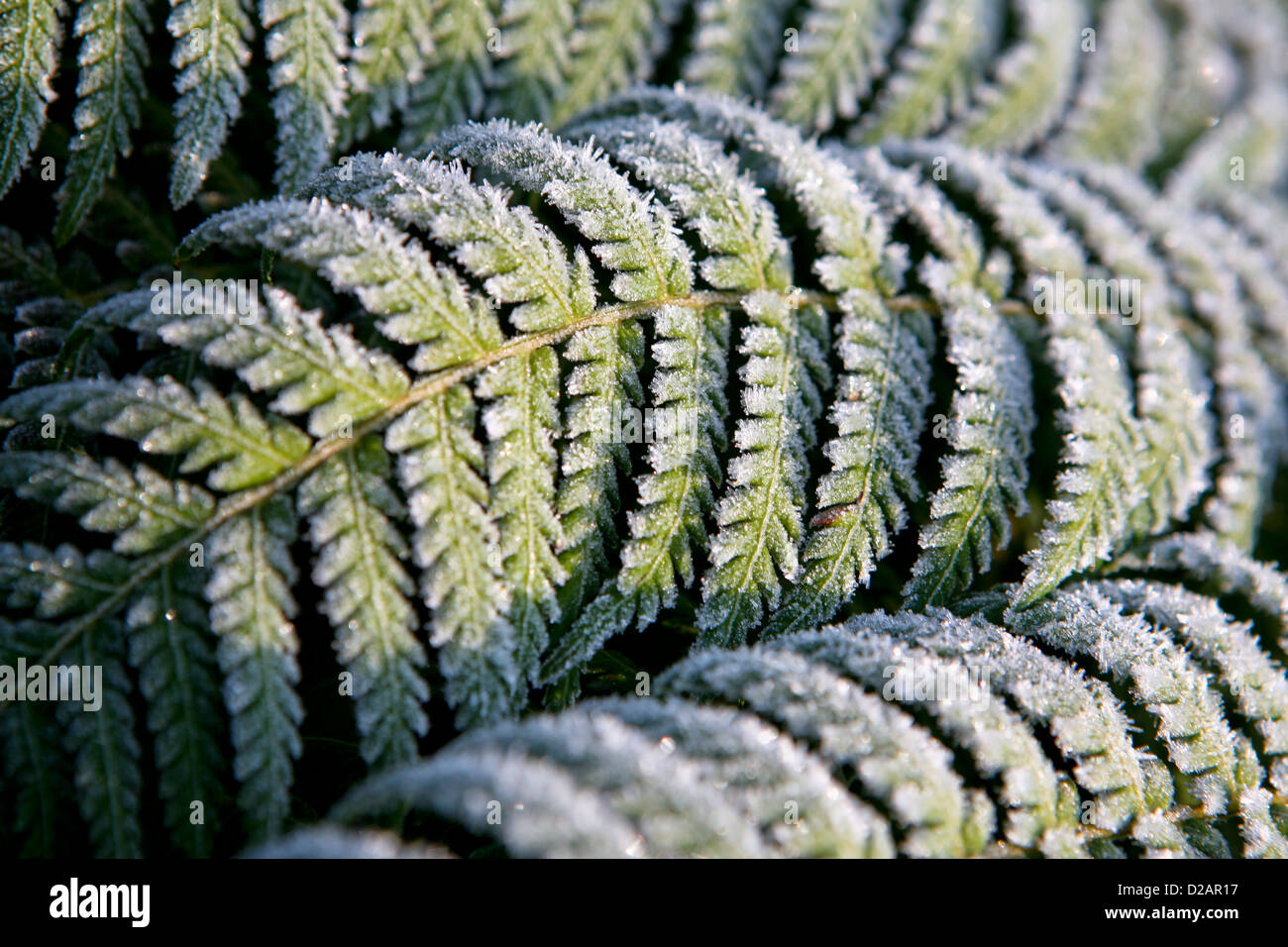 Baumfarn (Dicksonia Antarctica) Wedel in Frost bedeckt Stockfoto